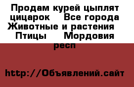 Продам курей цыплят,цицарок. - Все города Животные и растения » Птицы   . Мордовия респ.